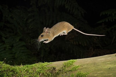 BUITEN BEELD Foto: 176400
