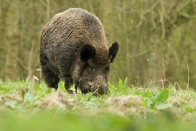 BUITEN BEELD Foto: 176413