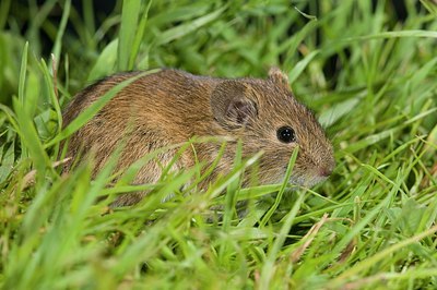 BUITEN BEELD Foto: 176437