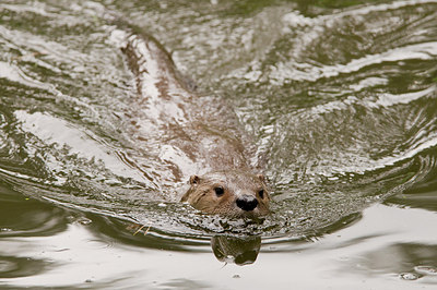 BUITEN BEELD Foto: 176438