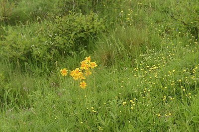 BUITEN BEELD Foto: 176442