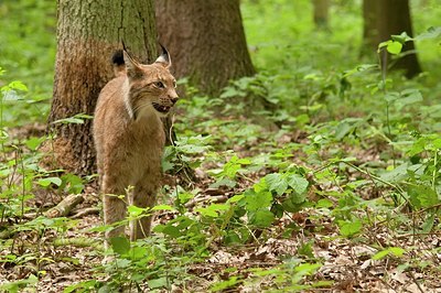 BUITEN BEELD Foto: 176467