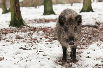 BUITEN BEELD Foto: 176512