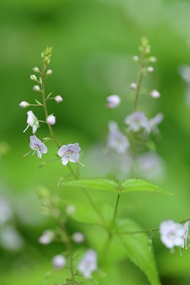 BUITEN BEELD Foto: 176513