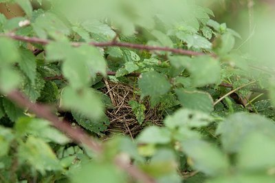 BUITEN BEELD Foto: 176537