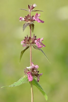 BUITEN BEELD Foto: 176542