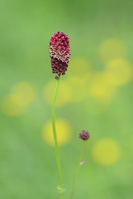 BUITEN BEELD Foto: 176545