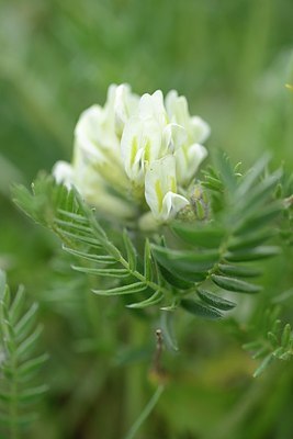 BUITEN BEELD Foto: 176546