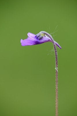 BUITEN BEELD Foto: 176548