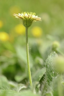 BUITEN BEELD Foto: 176579