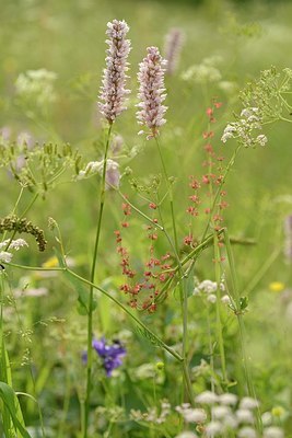 BUITEN BEELD Foto: 176583