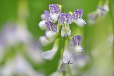 BUITEN BEELD Foto: 176584