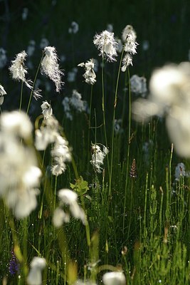 BUITEN BEELD Foto: 176617