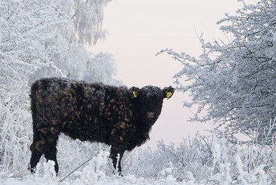 BUITEN BEELD Foto: 176630