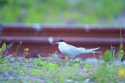 BUITEN BEELD Foto: 176634