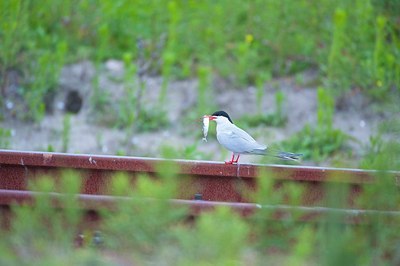 BUITEN BEELD Foto: 176636