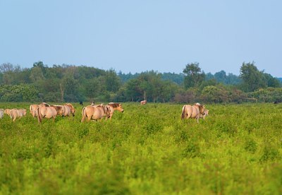 BUITEN BEELD Foto: 176638