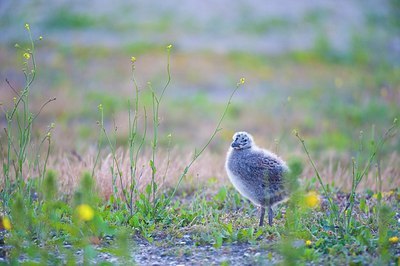 BUITEN BEELD Foto: 176641