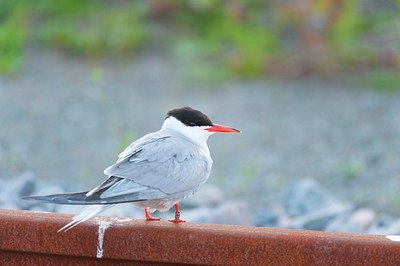 BUITEN BEELD Foto: 176645