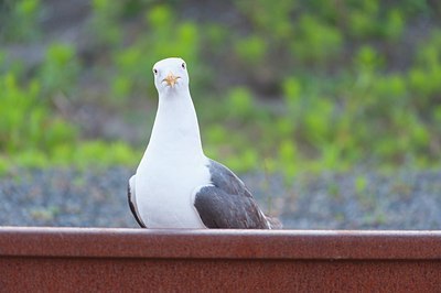 BUITEN BEELD Foto: 176653