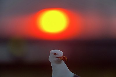 BUITEN BEELD Foto: 176659