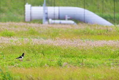 BUITEN BEELD Foto: 176670