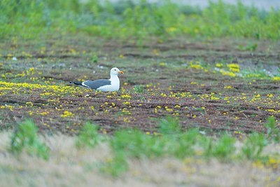 BUITEN BEELD Foto: 176673