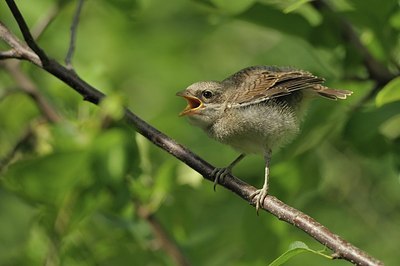 BUITEN BEELD Foto: 176683