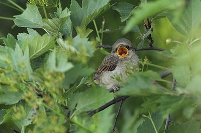 BUITEN BEELD Foto: 176684