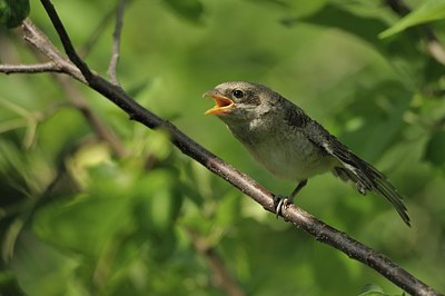 BUITEN BEELD Foto: 176685