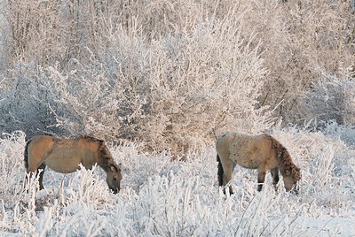 BUITEN BEELD Foto: 176706