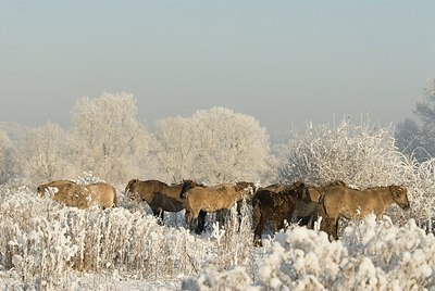 BUITEN BEELD Foto: 176707