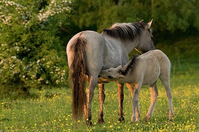 BUITEN BEELD Foto: 176709