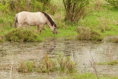 BUITEN BEELD Foto: 176710