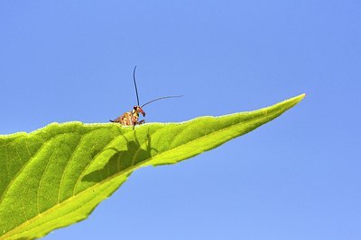 BUITEN BEELD Foto: 176716