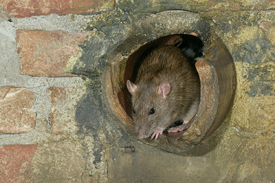 BUITEN BEELD Foto: 176734