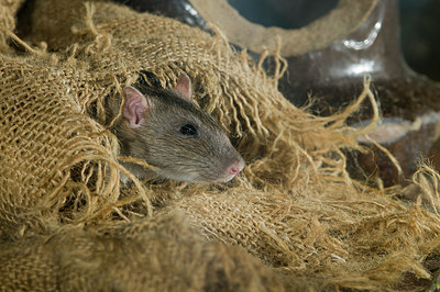 BUITEN BEELD Foto: 176739