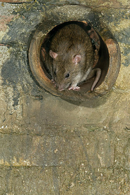 BUITEN BEELD Foto: 176740