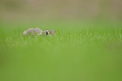 BUITEN BEELD Foto: 176743
