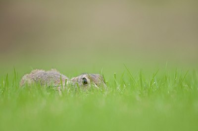 BUITEN BEELD Foto: 176745