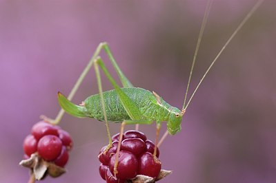 BUITEN BEELD Foto: 176746