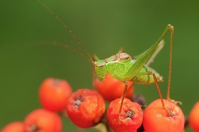 BUITEN BEELD Foto: 176748