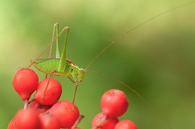 BUITEN BEELD Foto: 176750