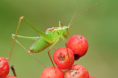 BUITEN BEELD Foto: 176752