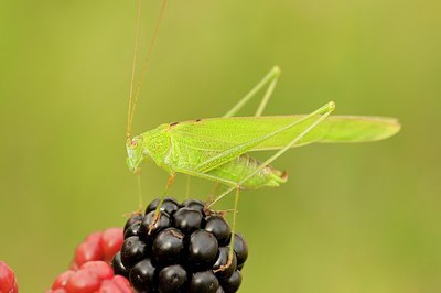 BUITEN BEELD Foto: 176755