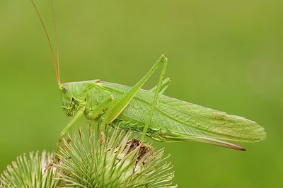 BUITEN BEELD Foto: 176759