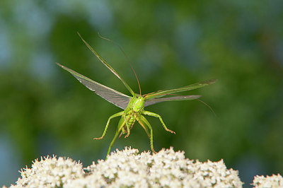 BUITEN BEELD Foto: 176763