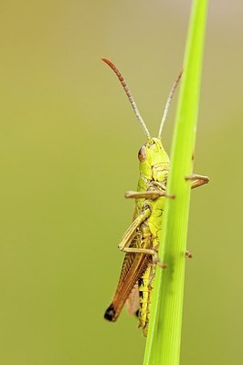 BUITEN BEELD Foto: 176767