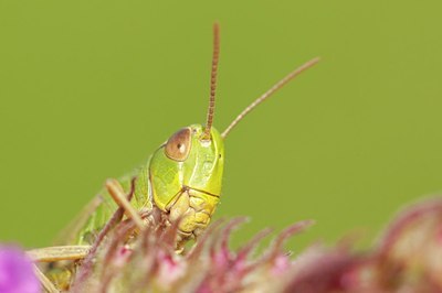 BUITEN BEELD Foto: 176771