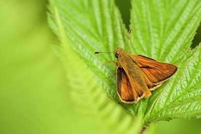 BUITEN BEELD Foto: 176784